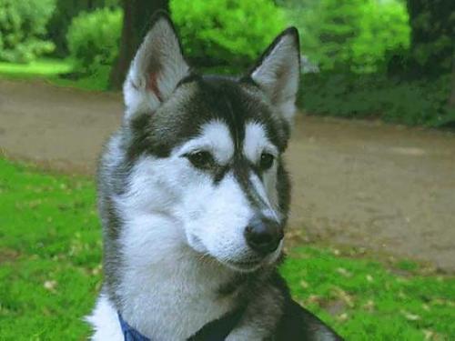 ice Dişi Sibirya Kurdu (Husky)